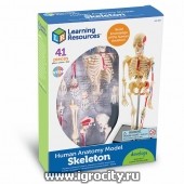 Конструктор "Анатомия человека. Скелет" (41 элемент), Learning Resources, арт.LER3337  (sale!)