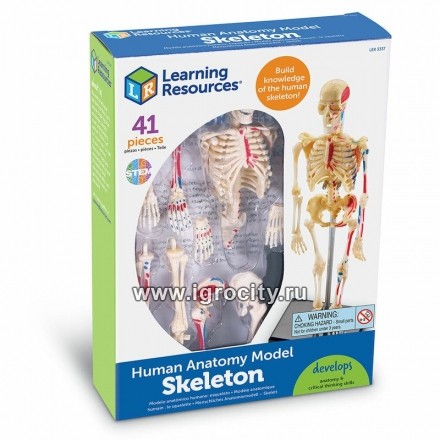 Конструктор "Анатомия человека. Скелет" (41 элемент), Learning Resources, арт.LER3337 