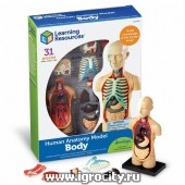 Конструктор "Анатомия человека. Тело" (31 элемент), Learning Resources, арт.LER3336  (sale!)