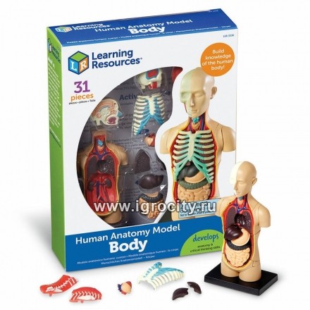 Конструктор "Анатомия человека. Тело" (31 элемент), Learning Resources, арт.LER3336 