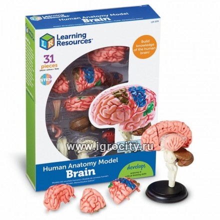 Набор «Анатомия человека. Мозг», Learning Resources