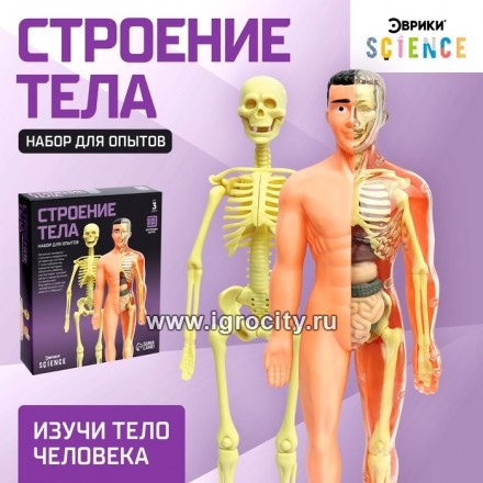 Научный опыт "Строение тела" Эврики, №SL-00702B